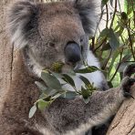  Powell Koala, Cleland Wildlife Park, SA.10